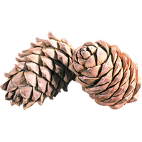 Pine cone PNG