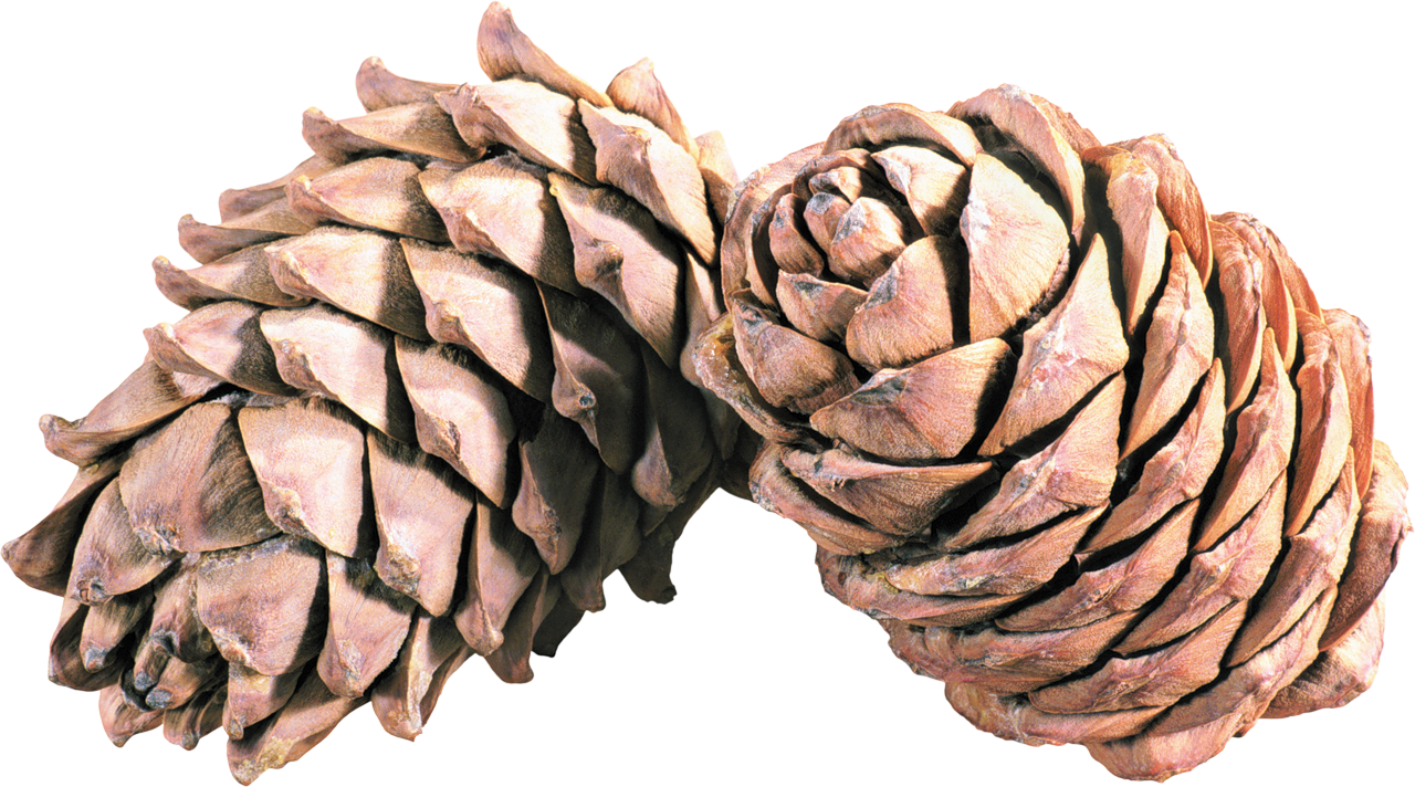 Pine cone Transparent PNG Image