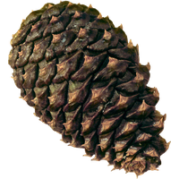 Pine cone PNG