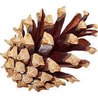 Pine cone PNG