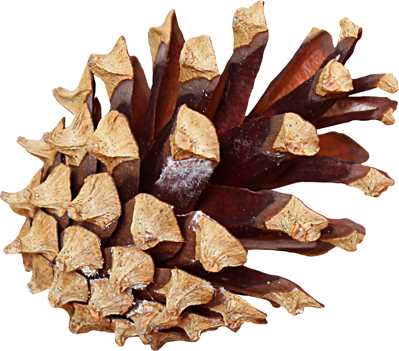 Pine cone Transparent PNG Image