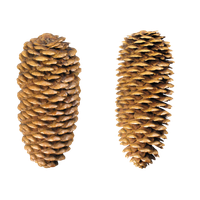Pine cone PNG