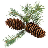 Pine cone PNG