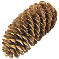 Pine cone PNG