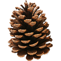 Pine cone PNG