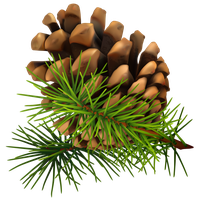 Pine cone PNG