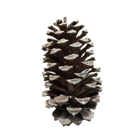 Pine cone PNG
