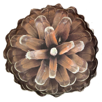 Pine cone PNG