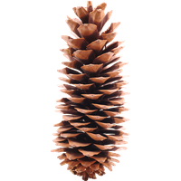 Pine cone PNG
