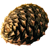 Pine cone PNG