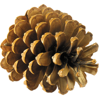 Pine cone PNG