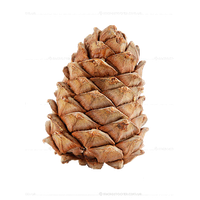 Pine cone PNG