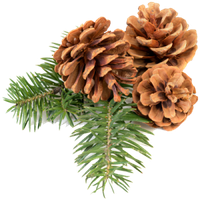 Pine cone PNG