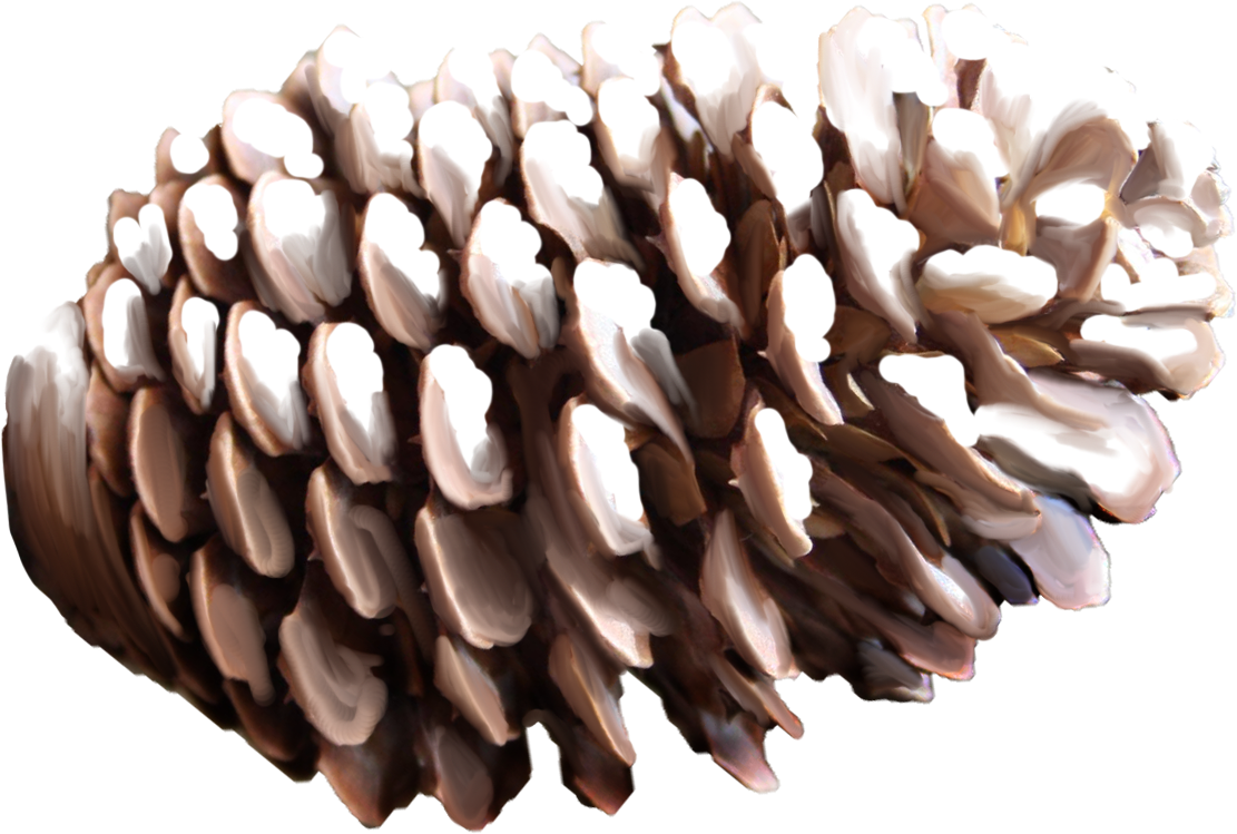 Pine cone Transparent PNG Image