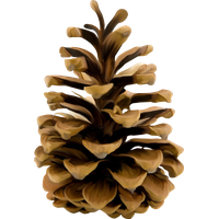 Pine cone PNG