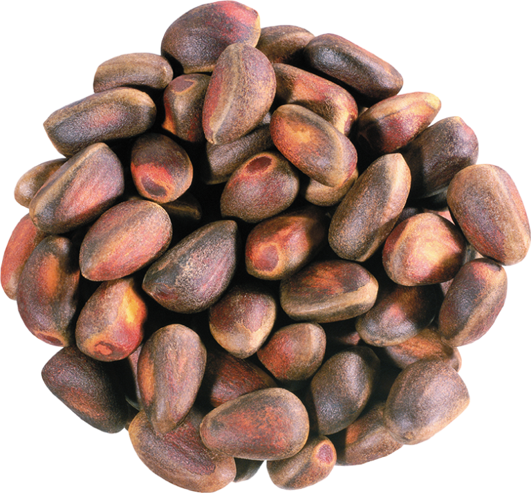 Pine nuts Transparent PNG Image