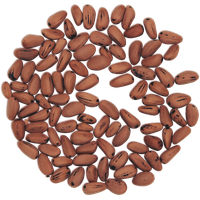 Pine nuts PNG
