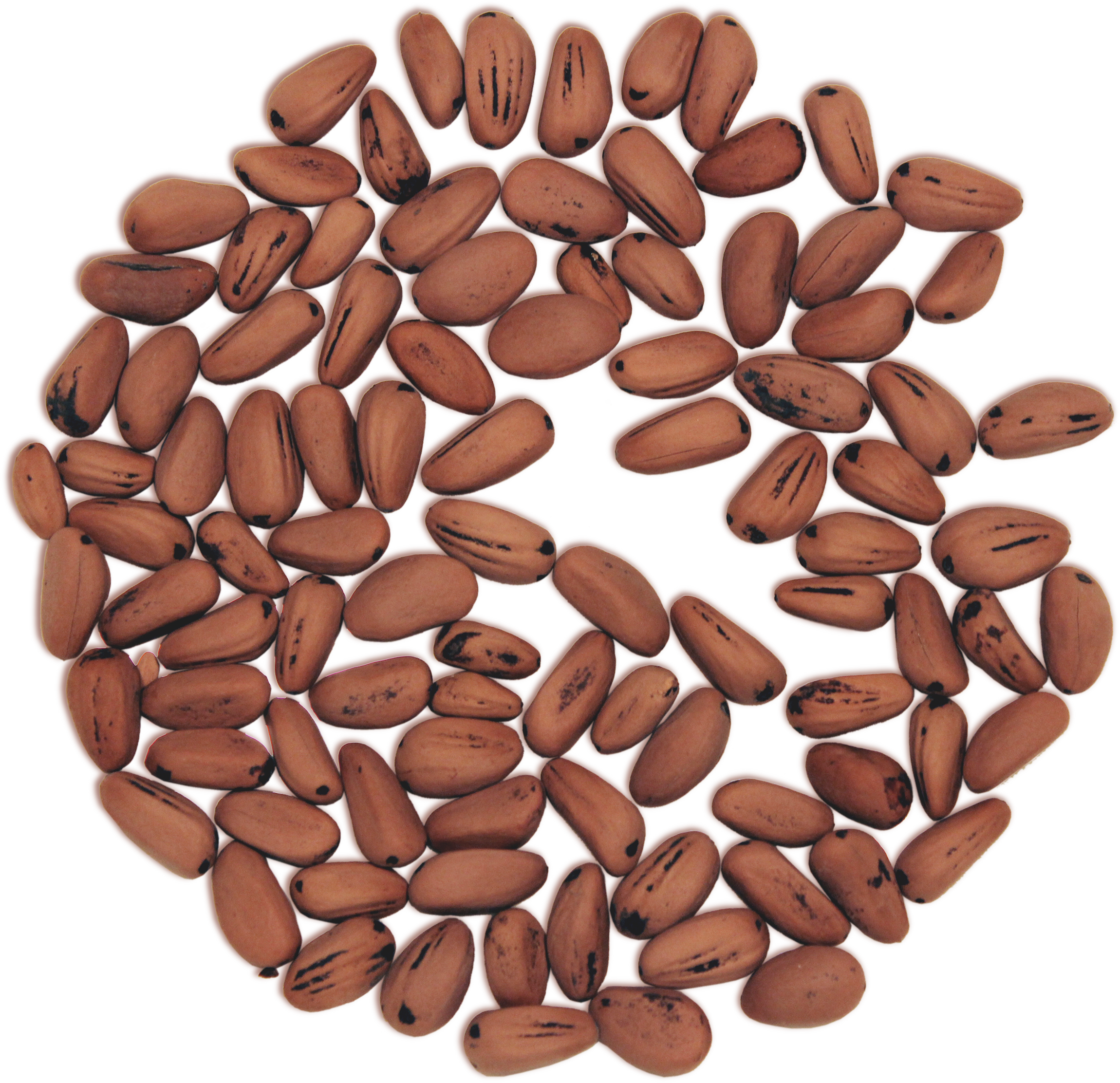 Pine nuts Transparent PNG Image
