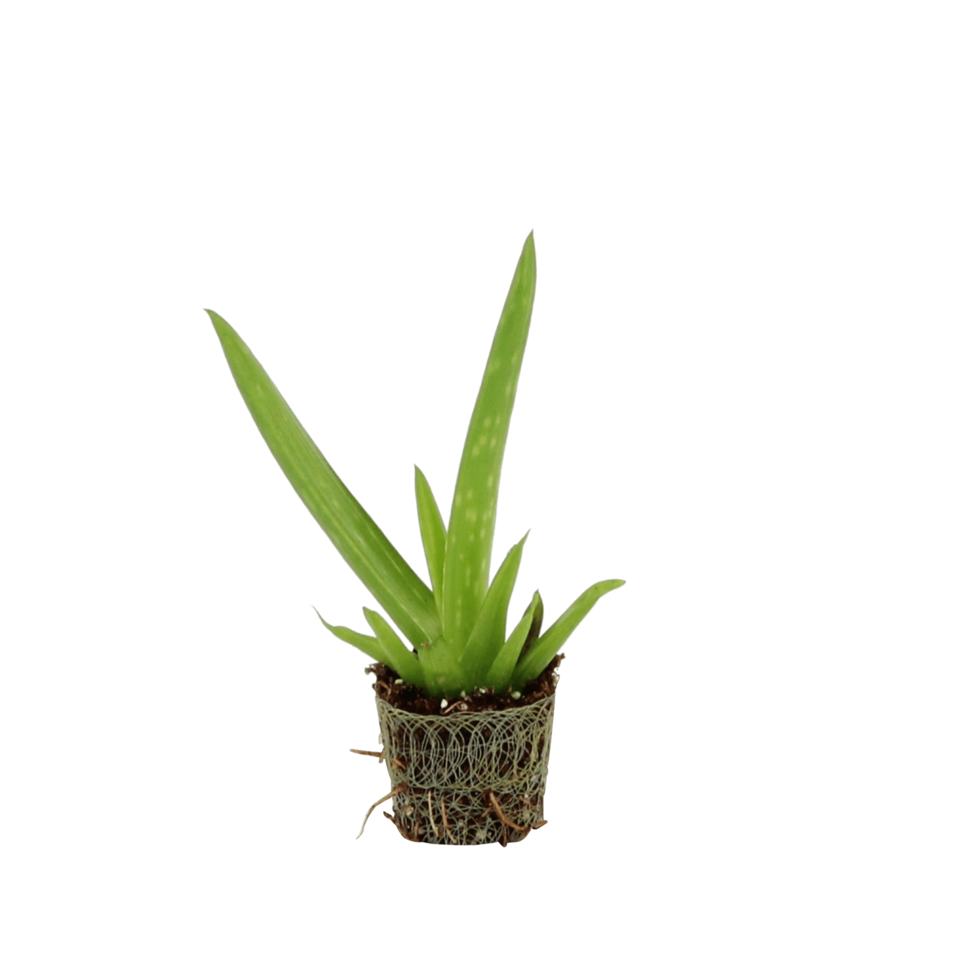 Vera Potted Aloe PNG File HD PNG Image