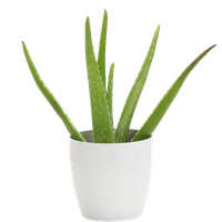 Vera Potted Aloe PNG Free Photo PNG Image