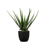 Vera Potted Aloe Free Clipart HQ PNG Image