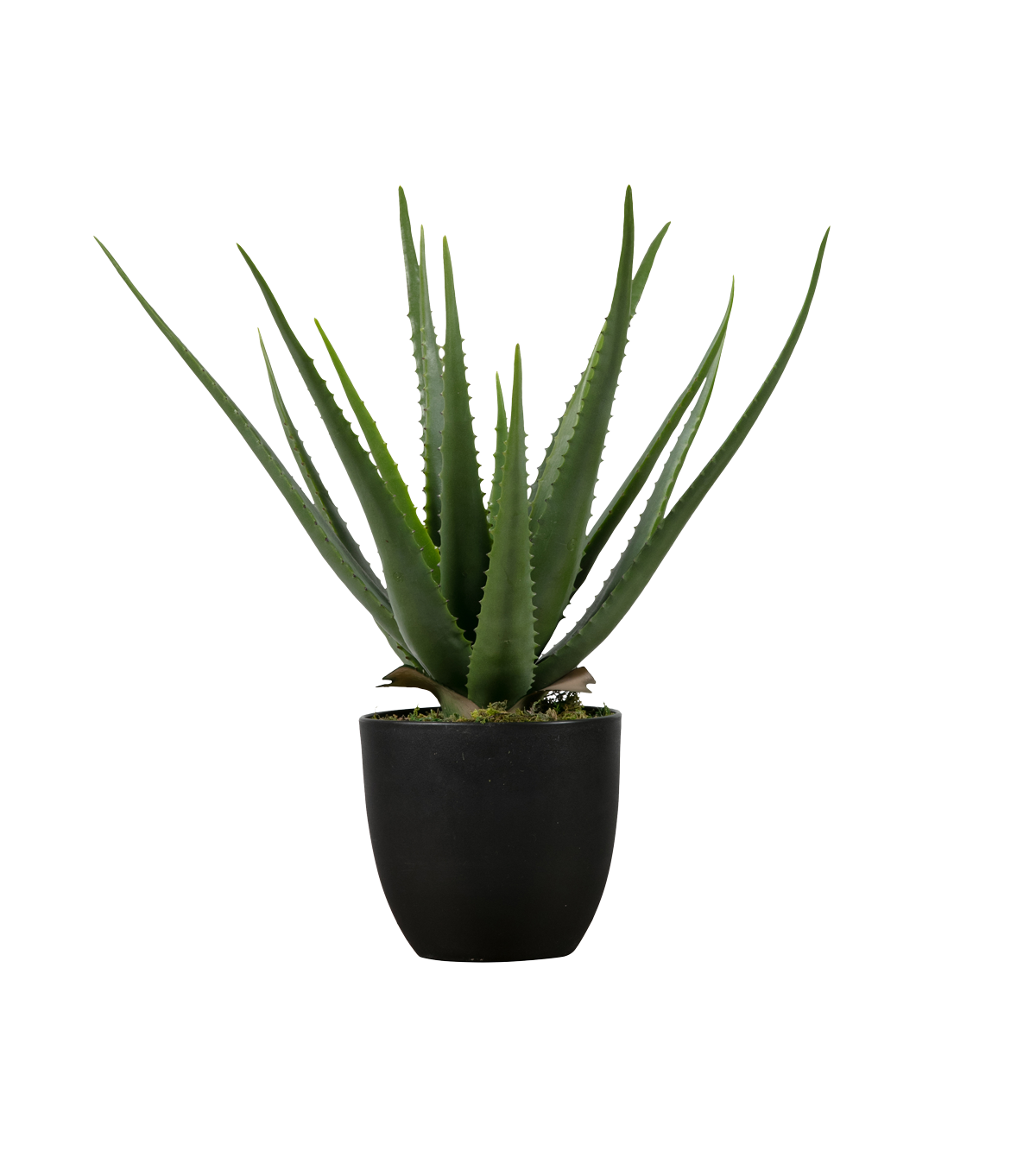 Vera Potted Aloe Free Clipart HQ PNG Image