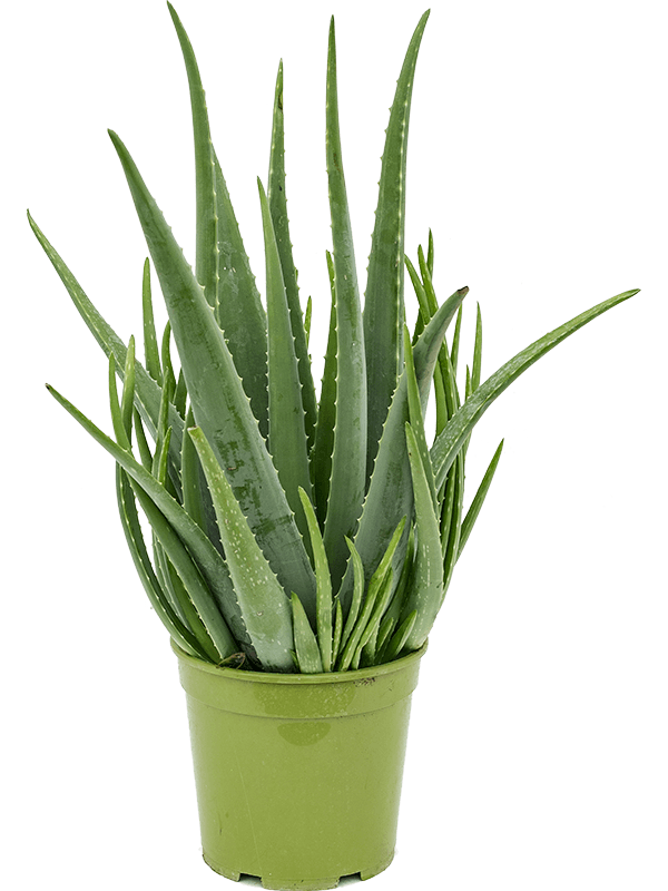 Vera Potted Pic Aloe Download HQ PNG Image