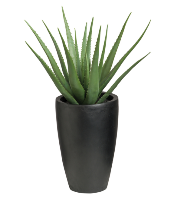 Vera Photos Potted Aloe PNG Download Free PNG Image