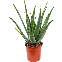 Download Plant Free PNG photo images and clipart | FreePNGimg