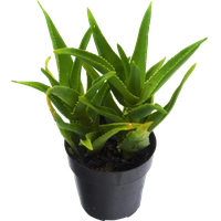 Vera Potted Aloe Download HD PNG Image