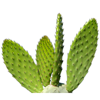 Cactus Plant