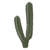 Cactus Clipart