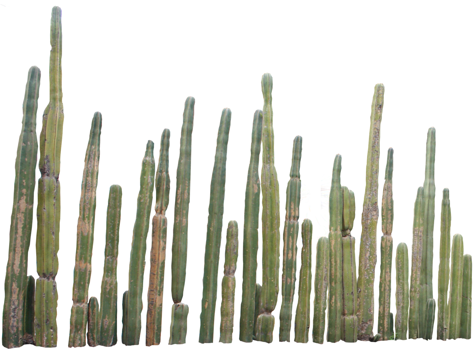 Cactus Plants PNG Image