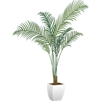 Plants Houseplant Flowerpot Arecaceae Vector Green Potted