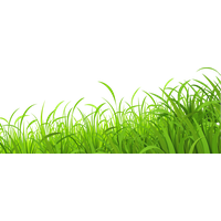 Fresh Lawn Wallpaper Grass Meadow Download HD PNG PNG Image