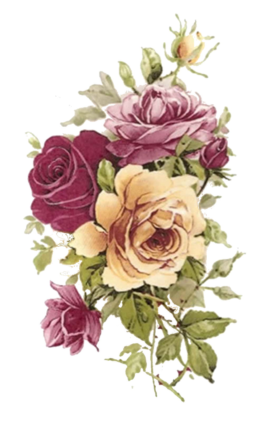 Plant Flower Rose Paper Vintage Flowering Clothing PNG Image