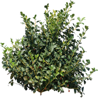 Evergreen Poster Leaf Fortnite Shrub PNG Image High Quality