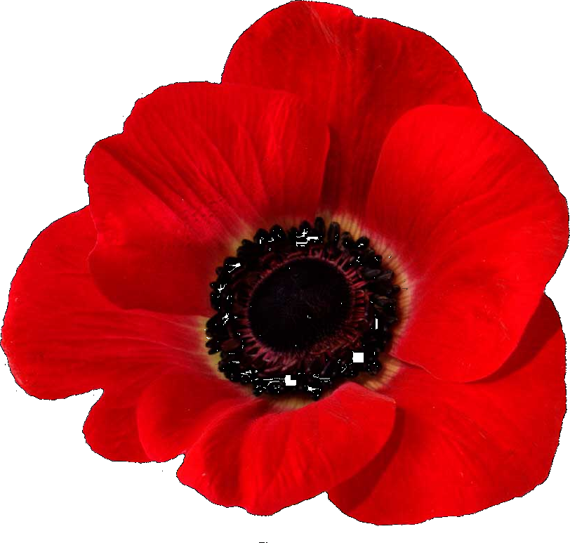 Plant Flower Fields Flanders In Remembrance Poppy PNG Image