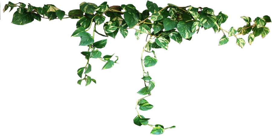 Plants Png Image PNG Image