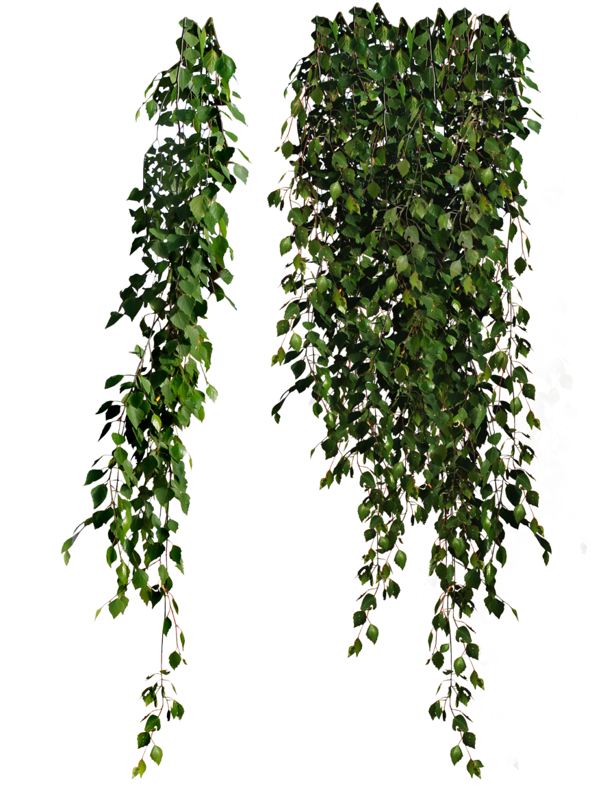 20 Png Plants Hanging