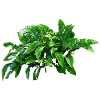 Download Plants Free PNG photo images and clipart | FreePNGImg