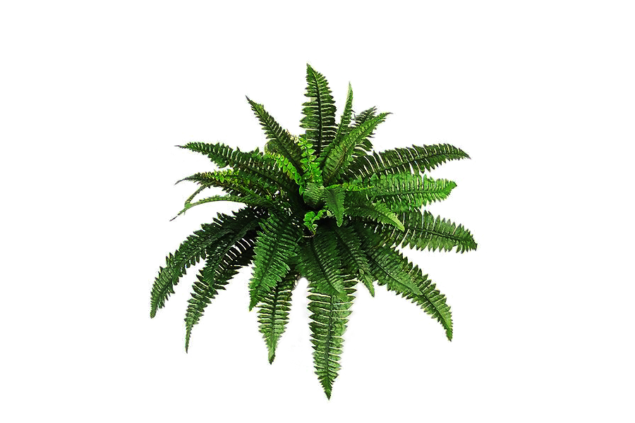 Plant png. Куст папоротник и Пальма. Папоротник вид сверху. Растения на прозрачном фоне. Растения на белом фоне.