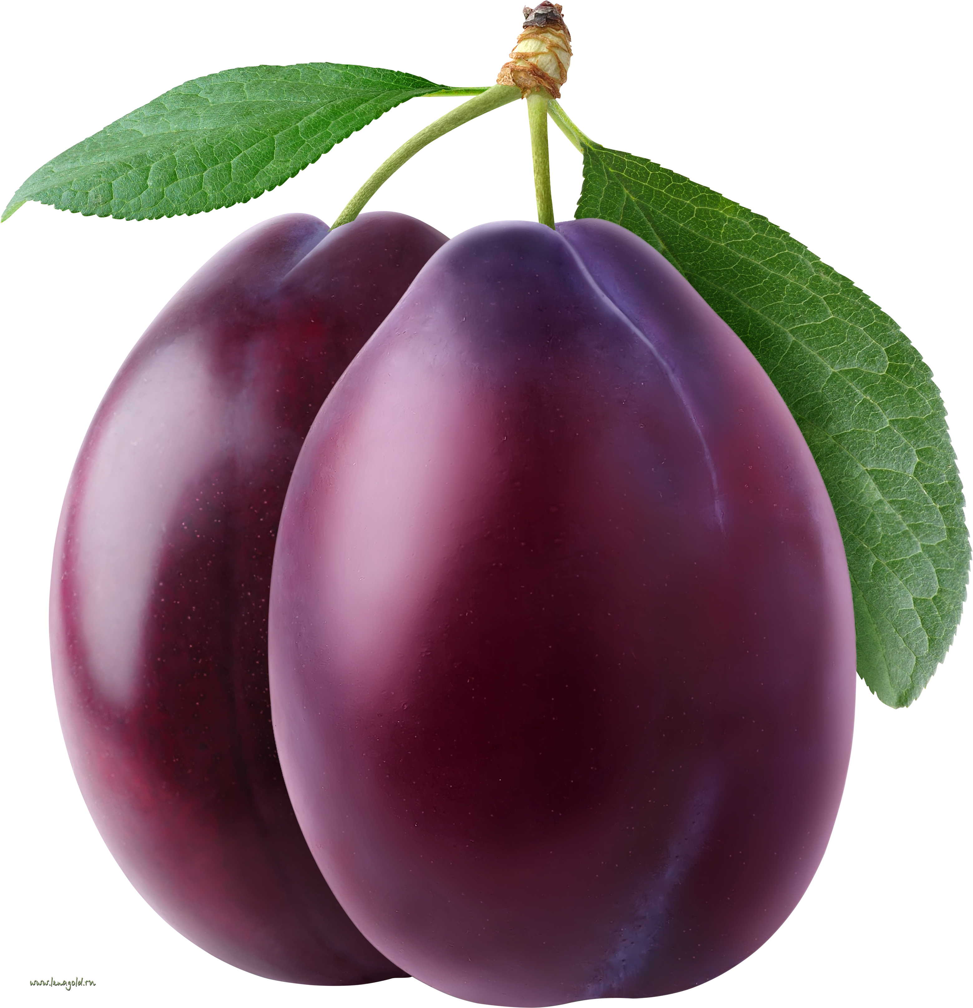 Plum Transparent Transparent PNG Image