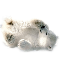 Polar Bear Picture PNG Image