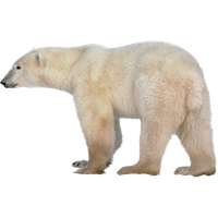 Polar Bear Png Image Transparent HQ PNG Download | FreePNGImg