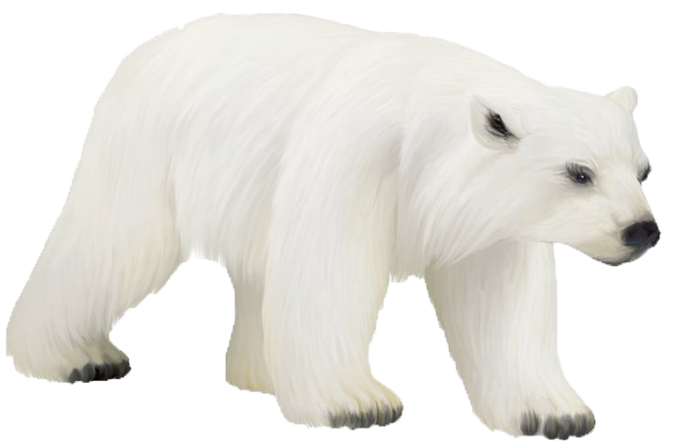Polar Bear Photos PNG Image