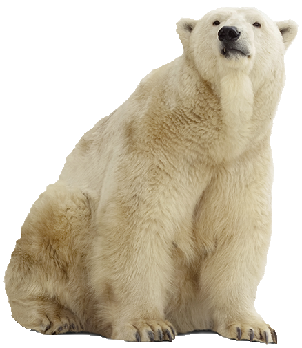 Download Polar Bear HQ PNG Image | FreePNGImg