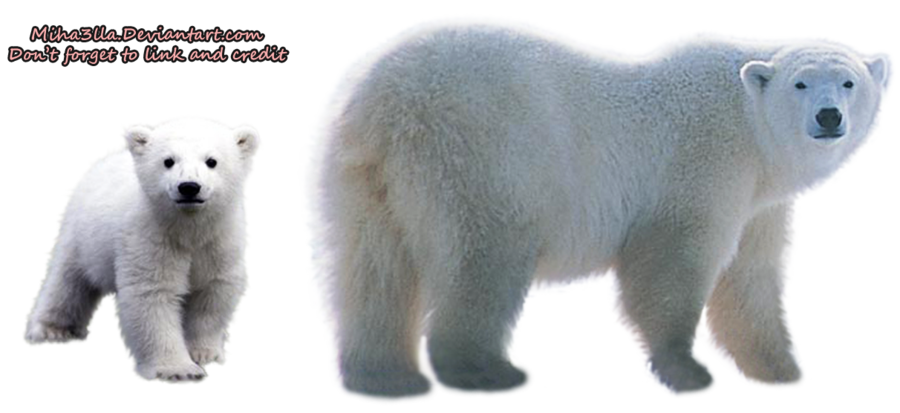 Polar Bear Transparent Background PNG Image