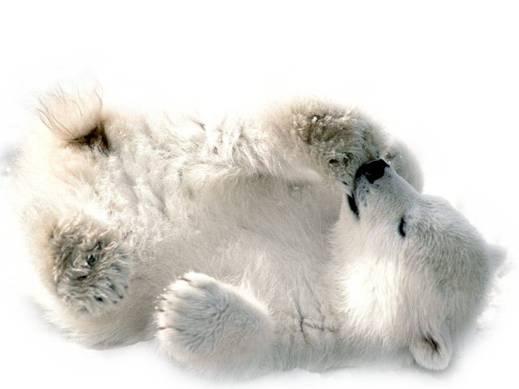 Polar Bear Transparent Image PNG Image