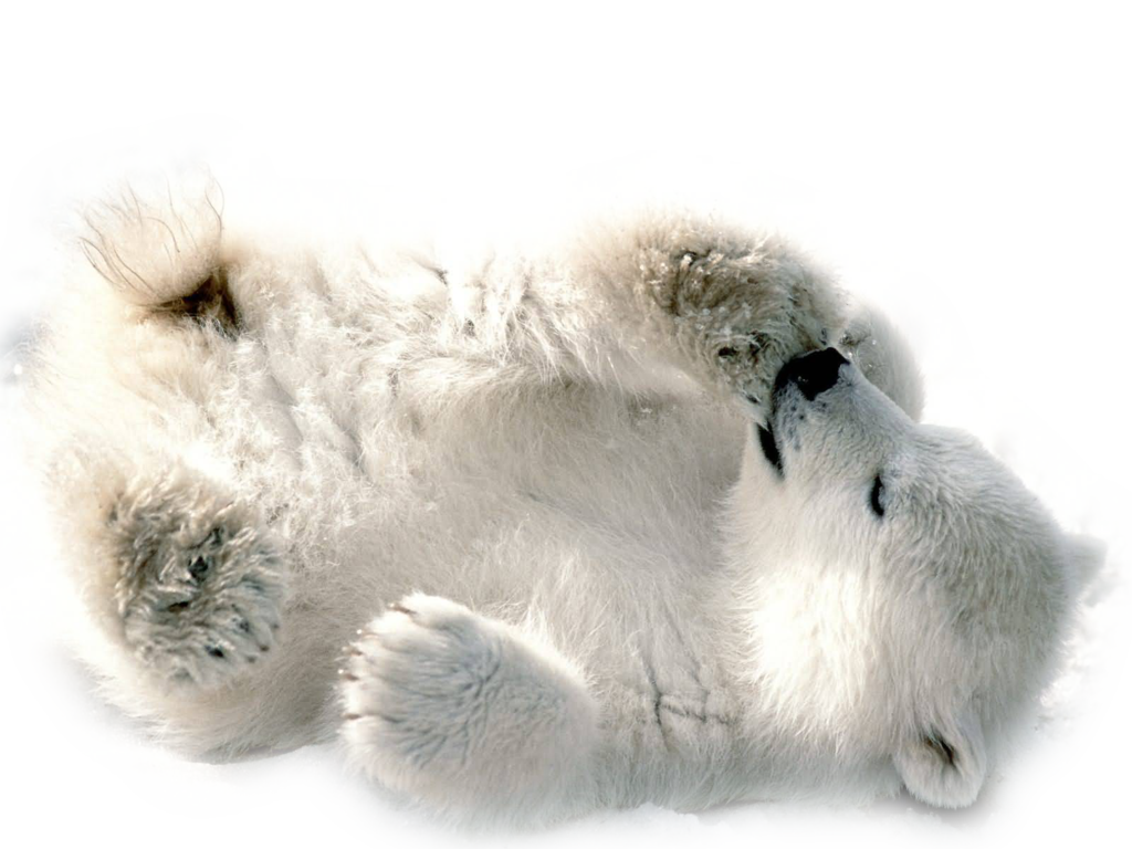 Polar Bear Alpha, HD Png Download(910x480) - PngFind